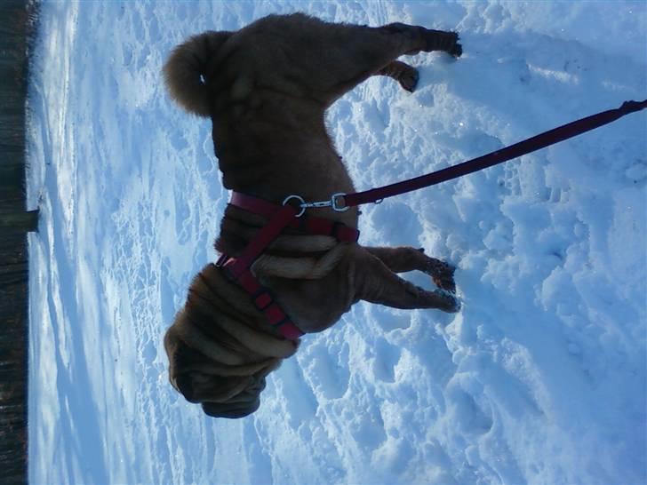 Shar pei Lajka  billede 9