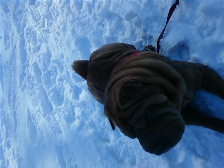 Shar pei Lajka  billede 10