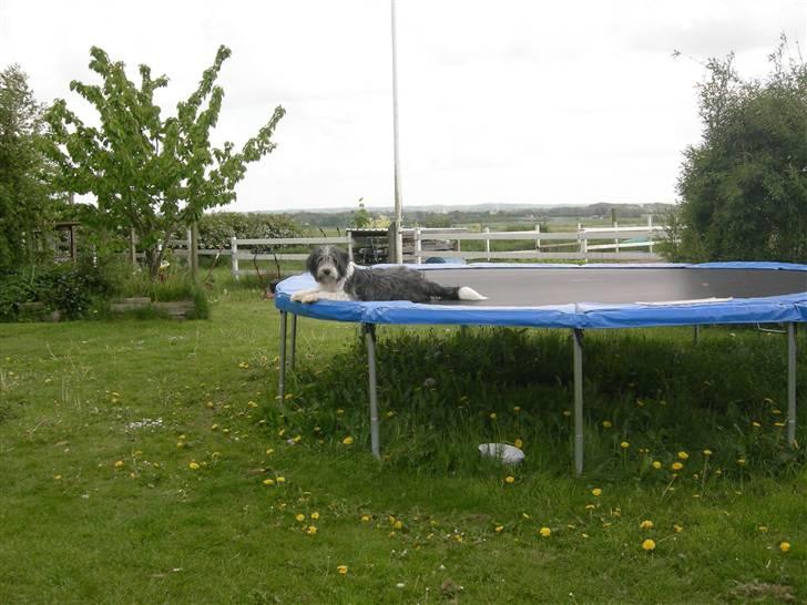 Blanding af racer Daisy - å å .. er afsløret billede 10