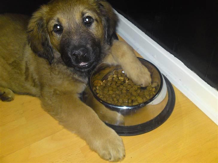 Blanding af racer Lani billede 4