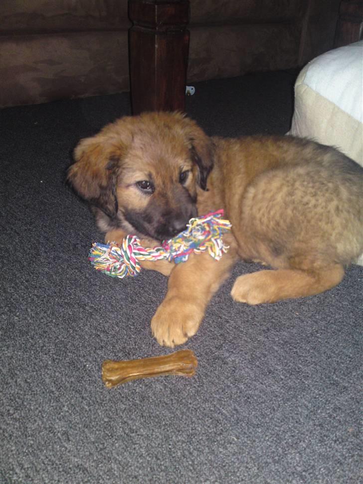 Blanding af racer Lani billede 5