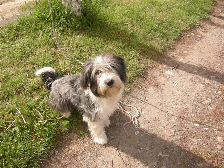 Blanding af racer Daisy - kigger i på mig? billede 11