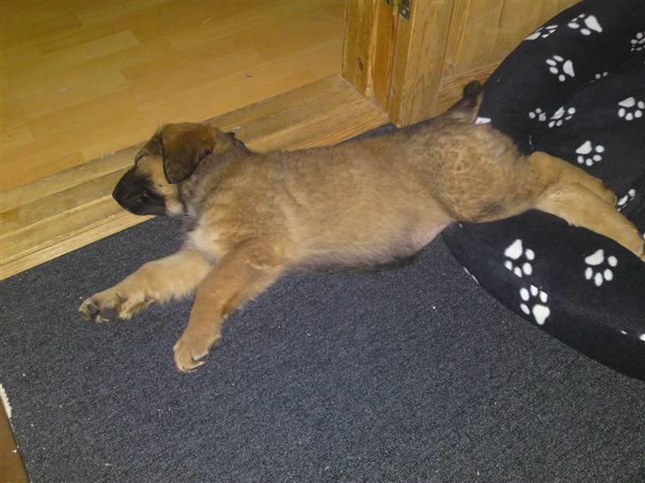 Blanding af racer Lani billede 6