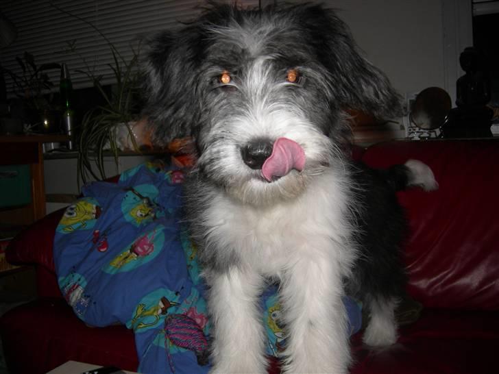 Blanding af racer Daisy - Er der mad nu!?  billede 12