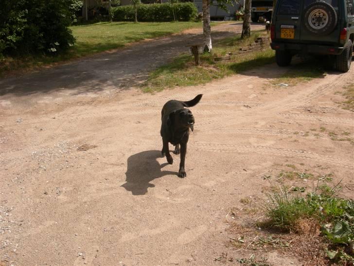 Blanding af racer Max - vuf vuf her kommer jeg (: billede 8