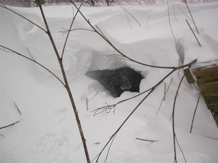 Blanding af racer Max - Max i hans fine ´´hjemme lavet´´ snehule. (2007) billede 9