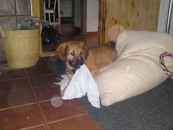 Blanding af racer Lani billede 7