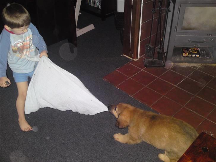 Blanding af racer Lani billede 8