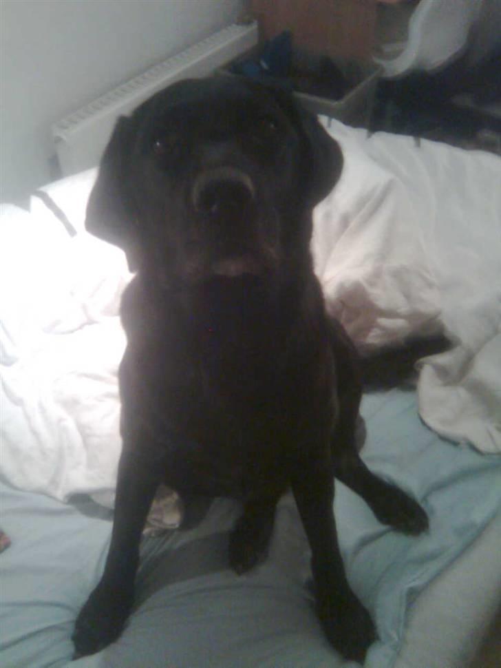 Blanding af racer Max - Hva så? billede 10