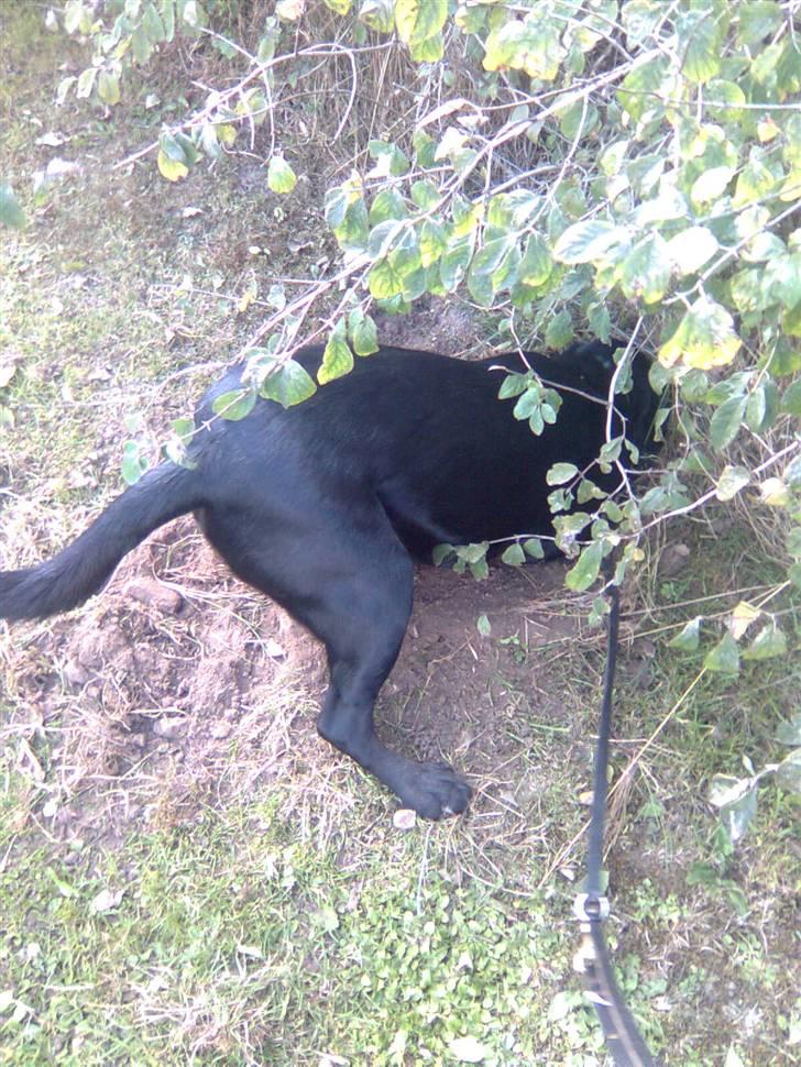 Blanding af racer Max - Max graver hul (: hihi billede 11