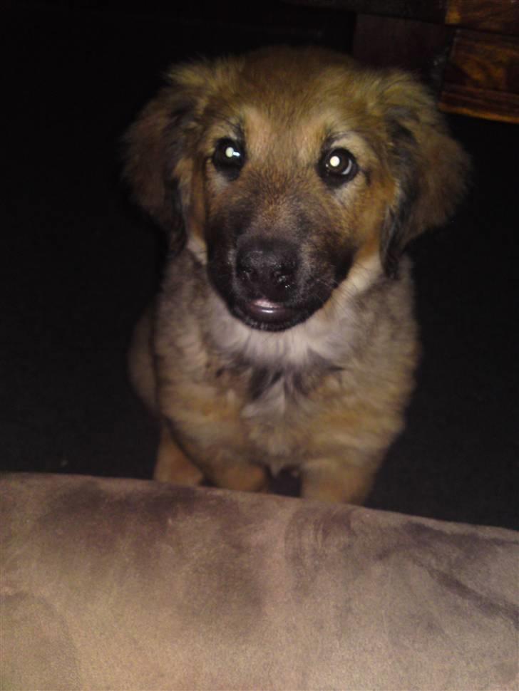 Blanding af racer Lani billede 9