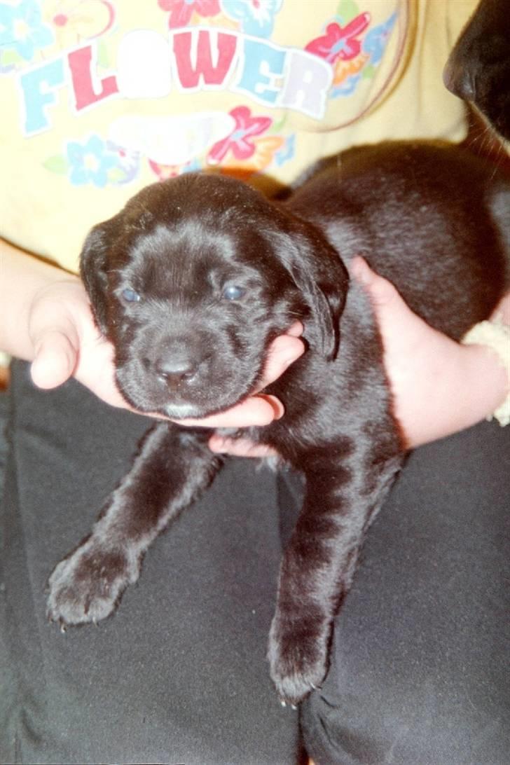 Blanding af racer Max - Baby Maxen (: billede 12