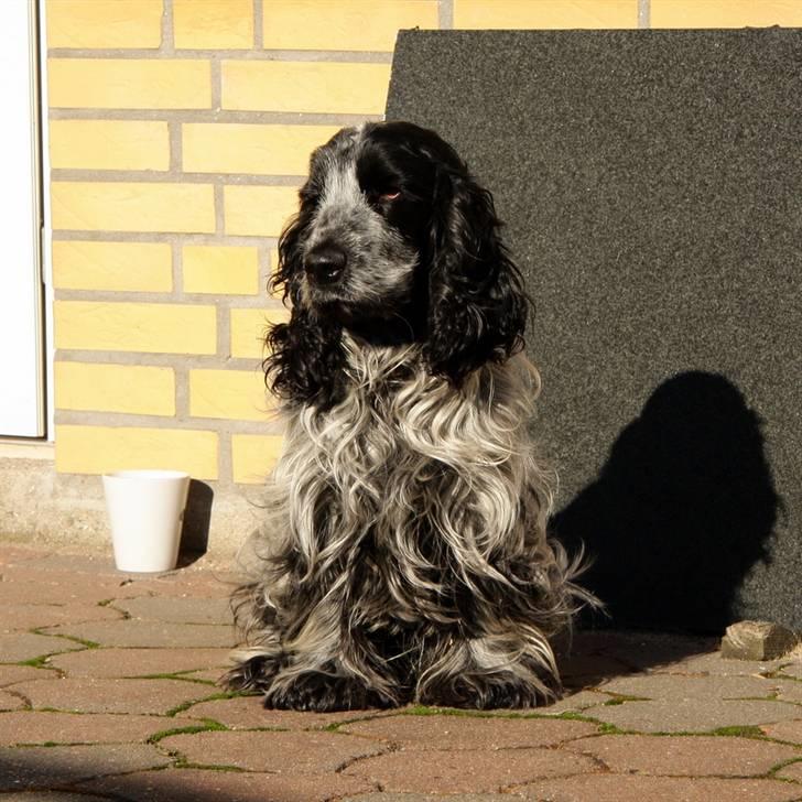 Cocker spaniel Keto billede 15