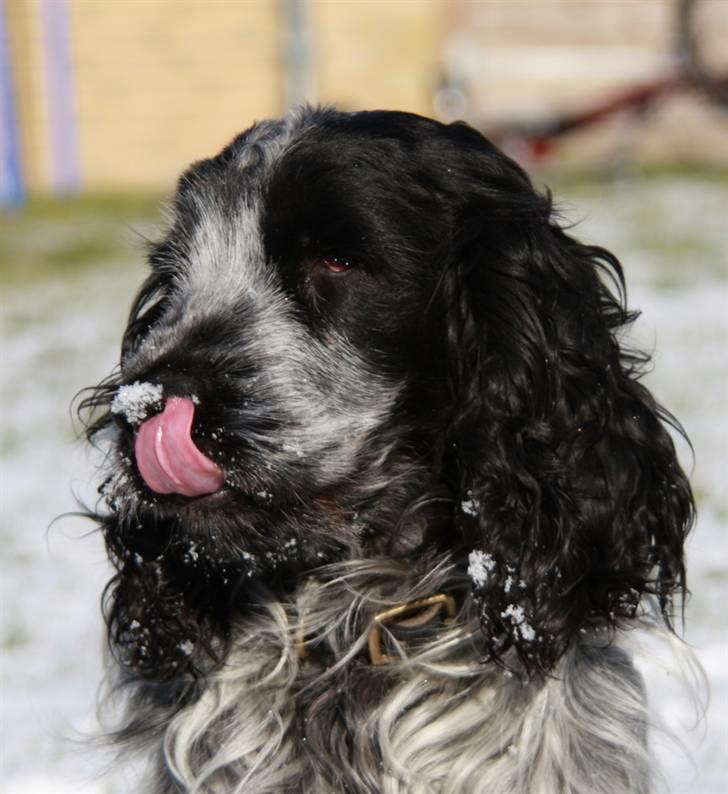 Cocker spaniel Keto billede 16