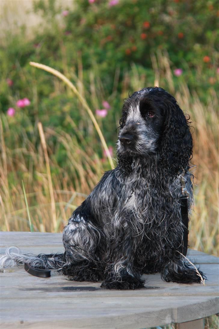 Cocker spaniel Keto billede 17