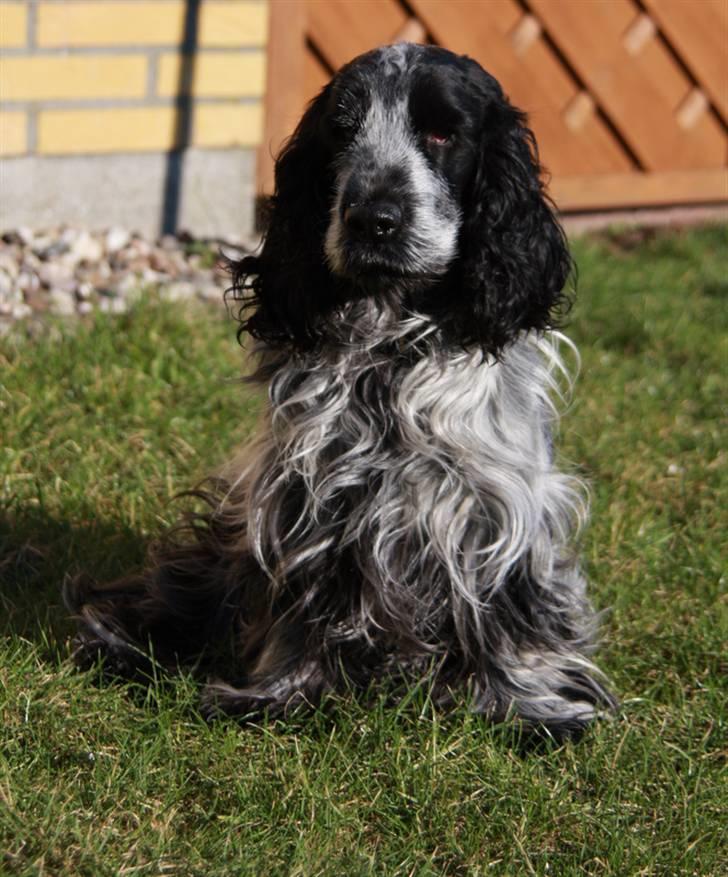 Cocker spaniel Keto billede 18