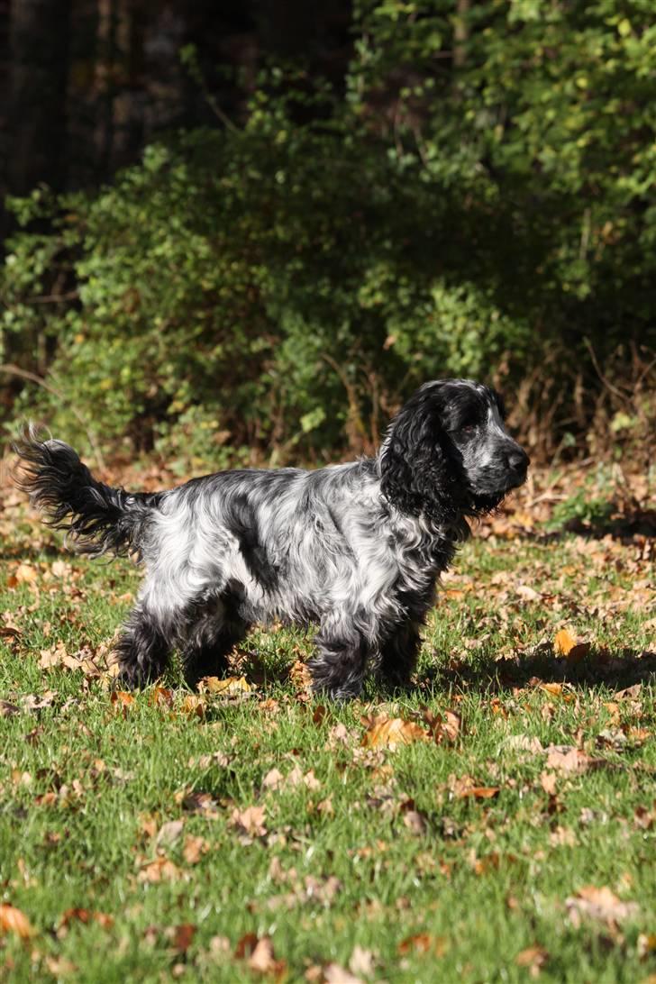 Cocker spaniel Keto - Fotograf: kristina Outzen billede 19