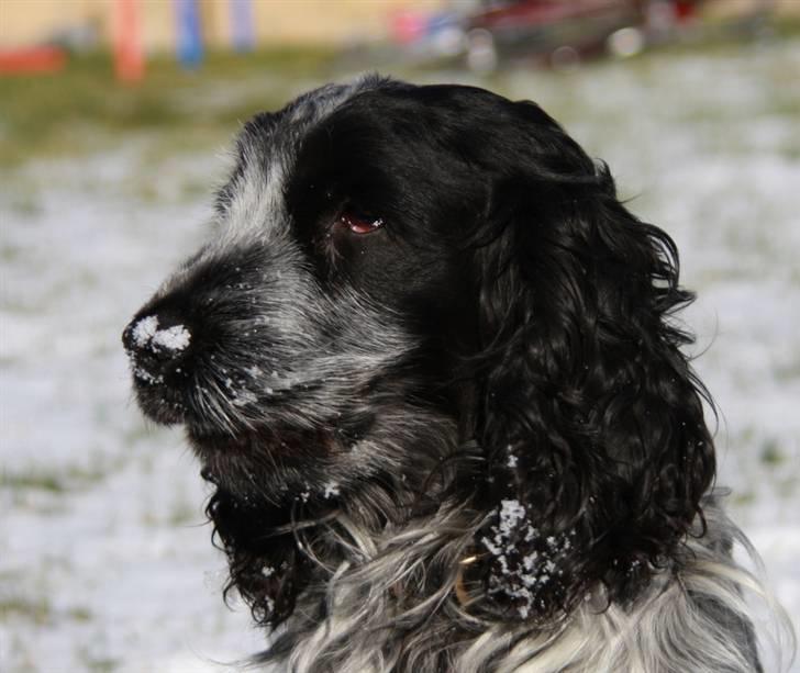 Cocker spaniel Keto billede 20