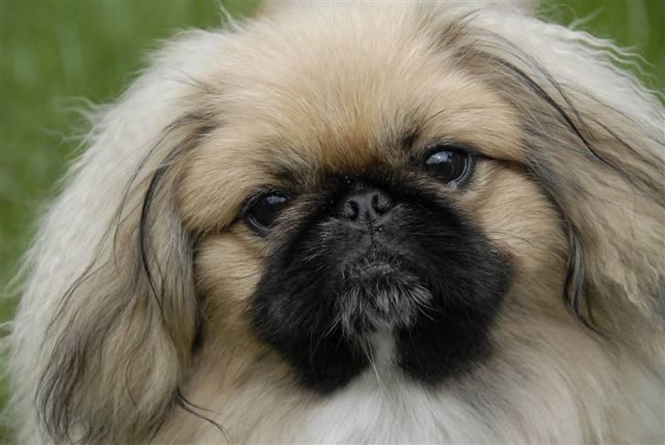 Pekingeser chiquila - fuld firspring billede 1