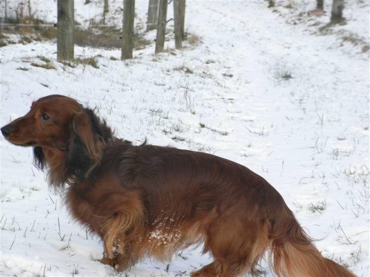 Dværggravhund Nuggi - Det er altså lidt koldt for poterne billede 9