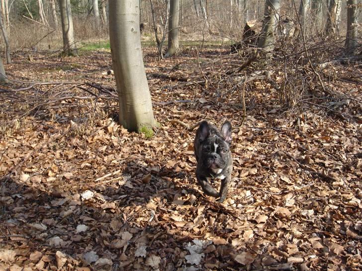 Fransk bulldog Perli + 2007 født billede 2