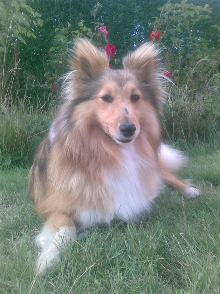 Shetland sheepdog Bia - jeg har et lille ar på næsen fordi jeg haft en knude der jeg har fået opereret væk billede 1