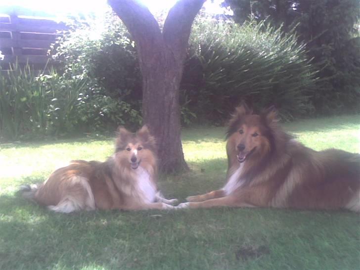 Shetland sheepdog Bia - det Bia den lille og Buller den store billede 2