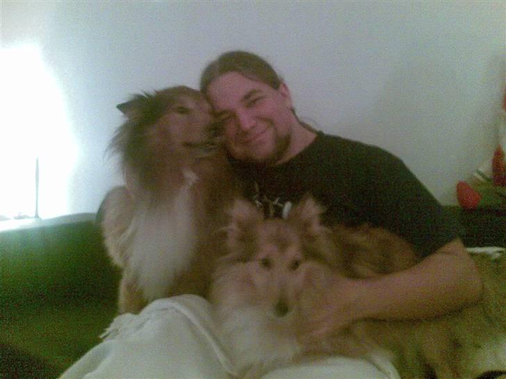 Shetland sheepdog Bia - Min kæreste og hundene  billede 3