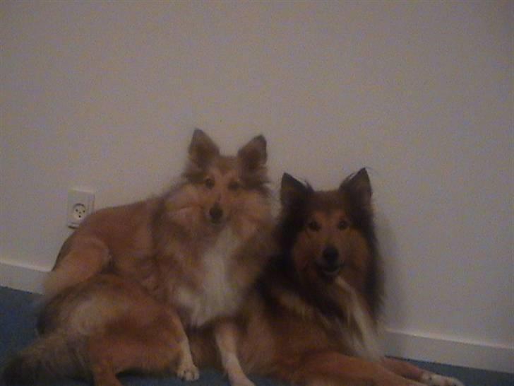 Shetland sheepdog Bia - Mor kan få os til alt bare vi få en lækker godbid for det hi hi  billede 4