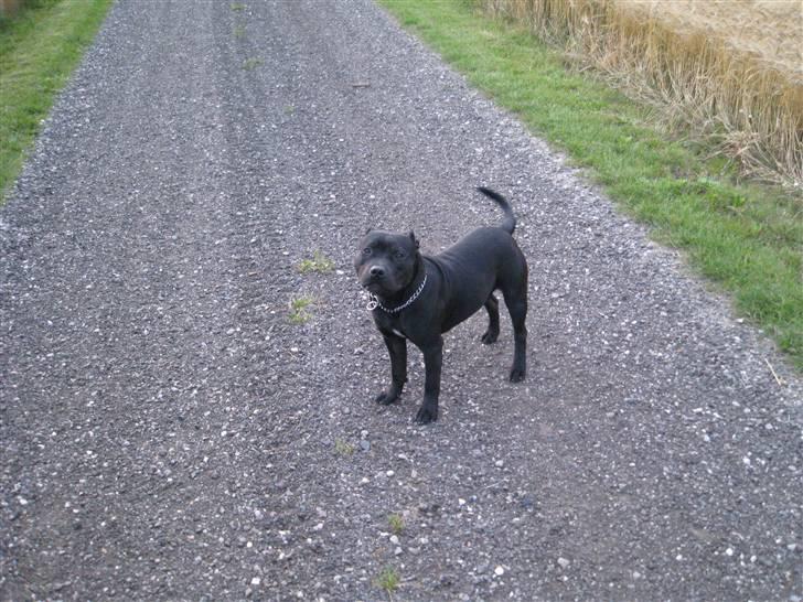 Staffordshire bull terrier Cage - Du viser vej.. billede 14