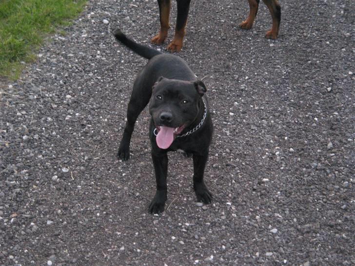 Staffordshire bull terrier Cage - jeg er sød :-) billede 15