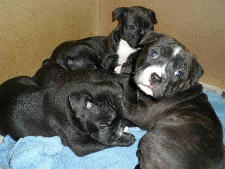 Staffordshire bull terrier Frida - Halløj! Er vi ikke bare søde - vi laver slet ikke ballade:-) billede 4