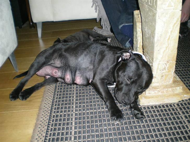 Staffordshire bull terrier Frida - Puha - det er altså lidt hårdt at holde styr på 5 terrorister... billede 5