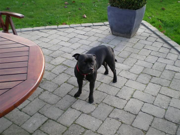 Staffordshire bull terrier Frida - Vov vov... Hej Lucca, Mille, Cage, Basse og Gaia. Savner jer lidt(meget). Hilsen Mor. billede 6
