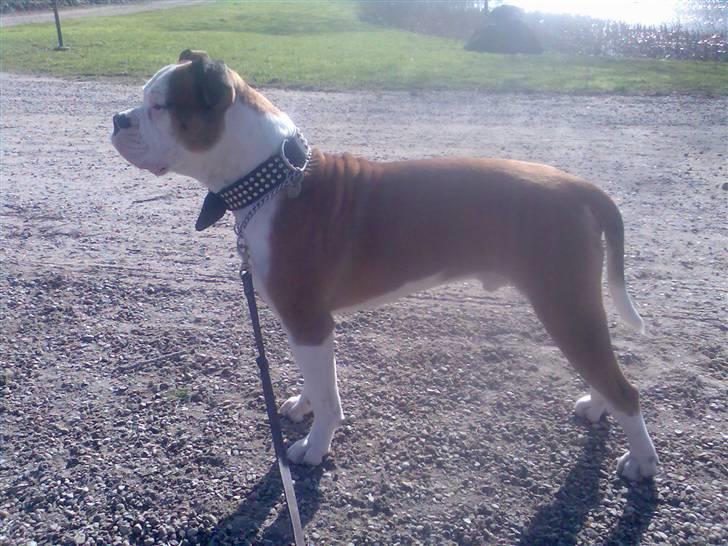 Amerikansk bulldog Tyson - Hej med jer ,jeg hedder tyson,velkommen til min profil billede 1