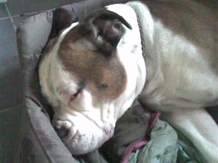 Amerikansk bulldog Tyson - sovedyret tyson billede 2