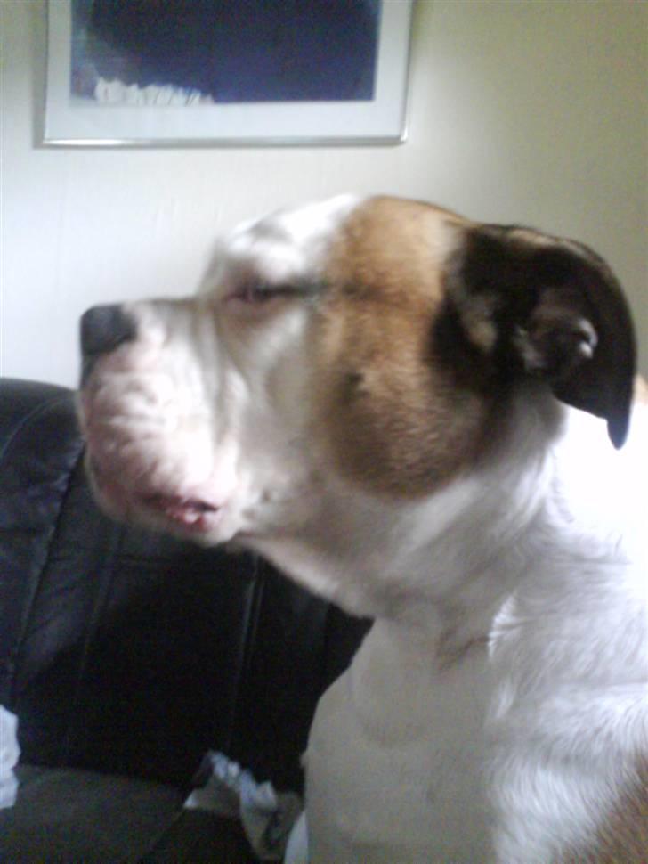 Amerikansk bulldog Tyson - Hygge drengen billede 3