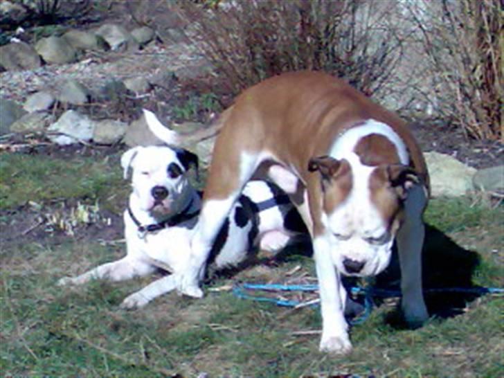 Amerikansk bulldog Tyson - Her er jeg med dejlige Sheila billede 4