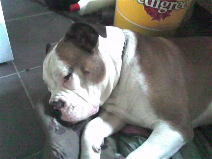 Amerikansk bulldog Tyson - Og en slapper går jeg aldrig af vejen for billede 5