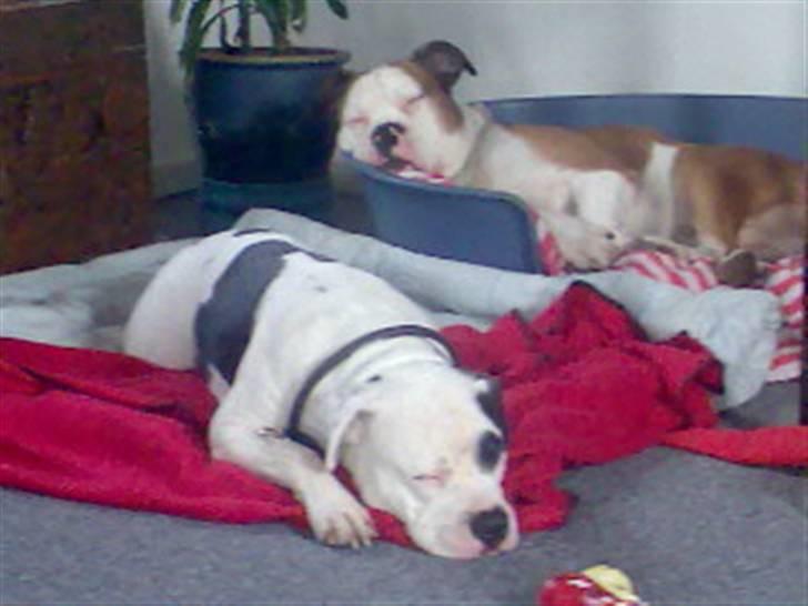 Amerikansk bulldog Tyson - min middagslur skal overholdes billede 6