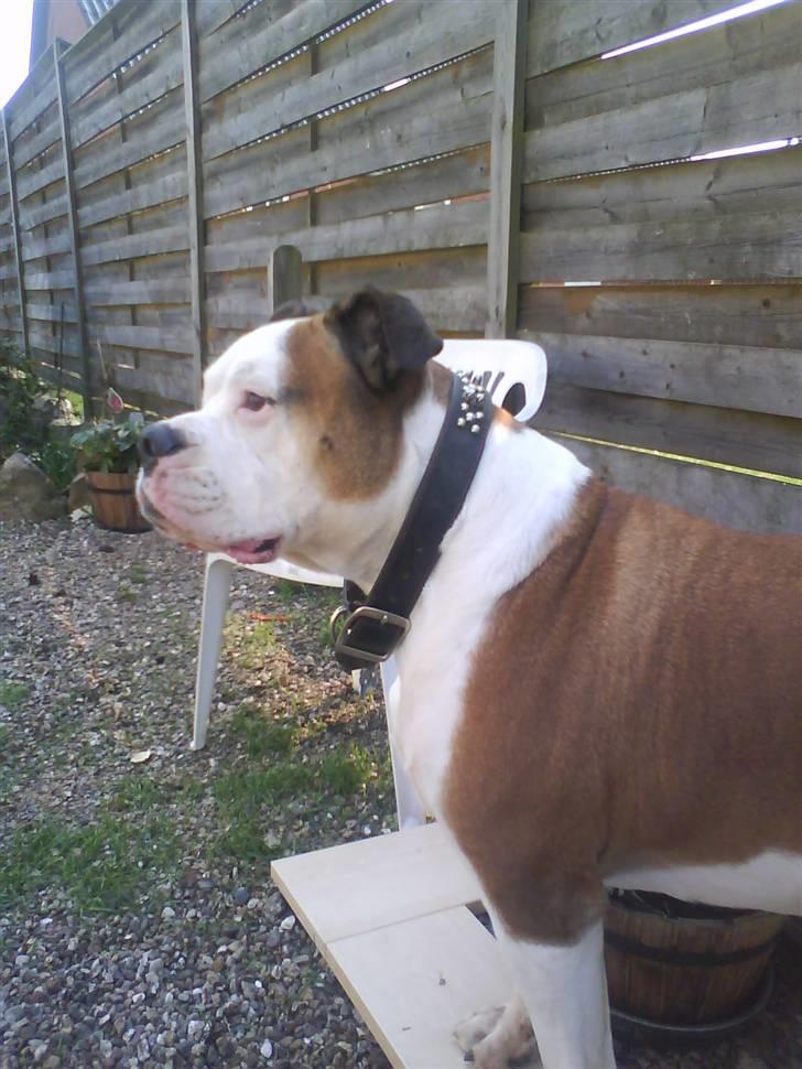 Amerikansk bulldog Tyson - skal du svare igen? billede 7