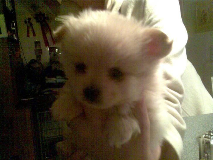 Blanding af racer Coco <3 | i<3'u |Min Skat - første gang jeg så hende. ikke særlig gammel (nuuuuser) billede 6