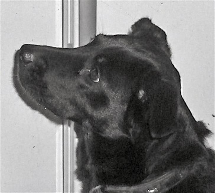 Blanding af racer Lady - Lady sidder og venter billede 12