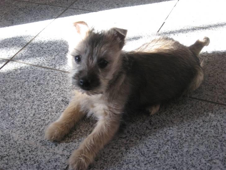 Cairn terrier Bailey billede 1