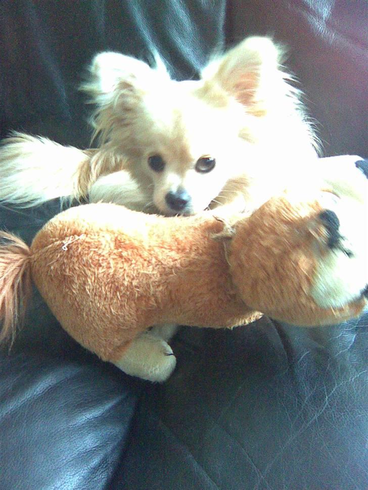 Blanding af racer Coco <3 | i<3'u |Min Skat - hun elsker den bamse over alt på jorden. hun fik den af mig lige da hun var kommet hjem. idag mangler den både øjnbryn, "pels", øre m.m. billede 7