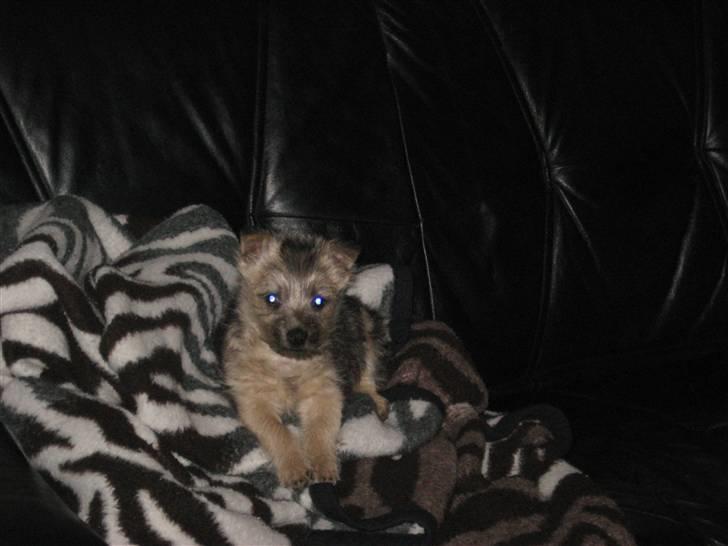 Cairn terrier Bailey billede 2