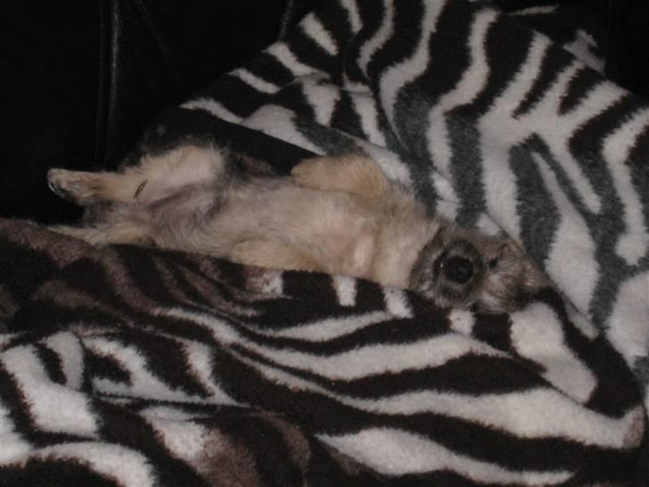 Cairn terrier Bailey billede 3