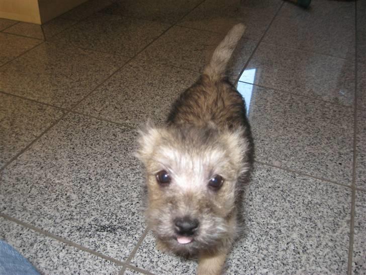 Cairn terrier Bailey billede 4