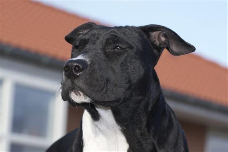 Staffordshire bull terrier Tjalfe - Tjalfe 7 mdr, 22 kg tung og 41cm ved skulder, Hygger i den dejlige varme sol billede 17