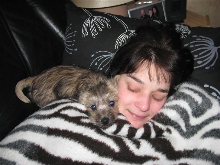 Cairn terrier Bailey billede 5